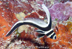 Juvenile Spotted Drum, Black Coral Wall, Utila. Canon EOS... by Tobias Reitmayr 